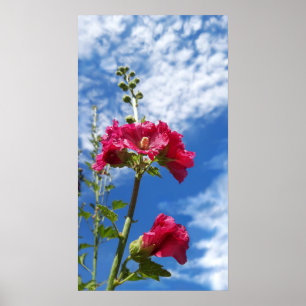 Poster Fleur Hollyhocks, Alcea Rosea