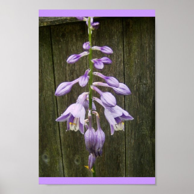 Poster Fleur Hosta (Devant)