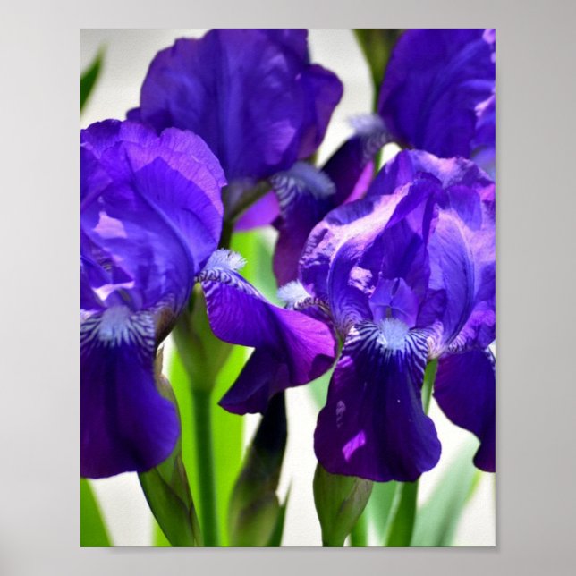 Poster Fleur Iris Iris Violet (Devant)