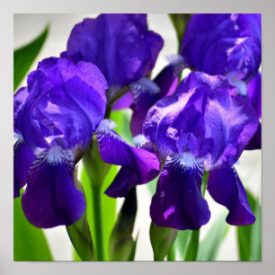 Poster Fleur Iris Iris Violet