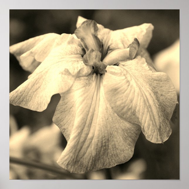 Poster Fleur Iris Japonaise Fermer Sepia Tint (Devant)