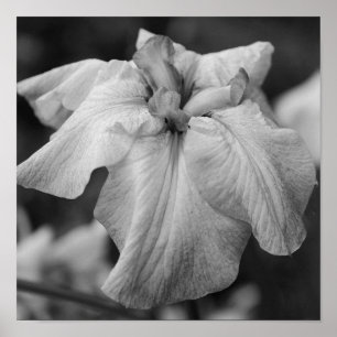 Poster Fleur Iris Japonaise Gros Noir Et Blanc