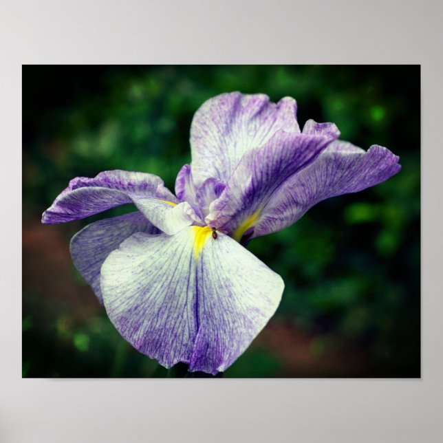 Poster Fleur Iris Japonaise Violet Se Dépliant (Devant)