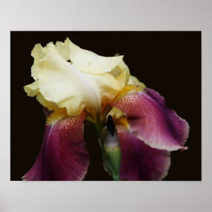 Poster Fleur Iris Jaune