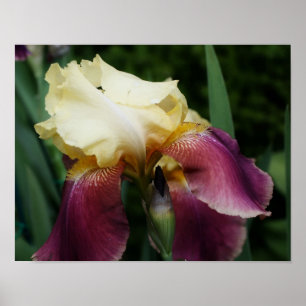 Poster Fleur Iris Jaune