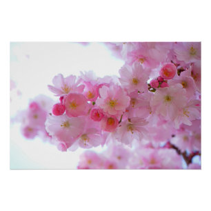 Poster Fleur japonaise de cerisier