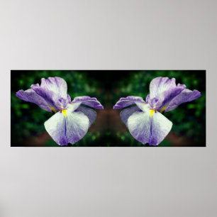 Poster Fleur japonaise Iris dépliant miroir Abstrait