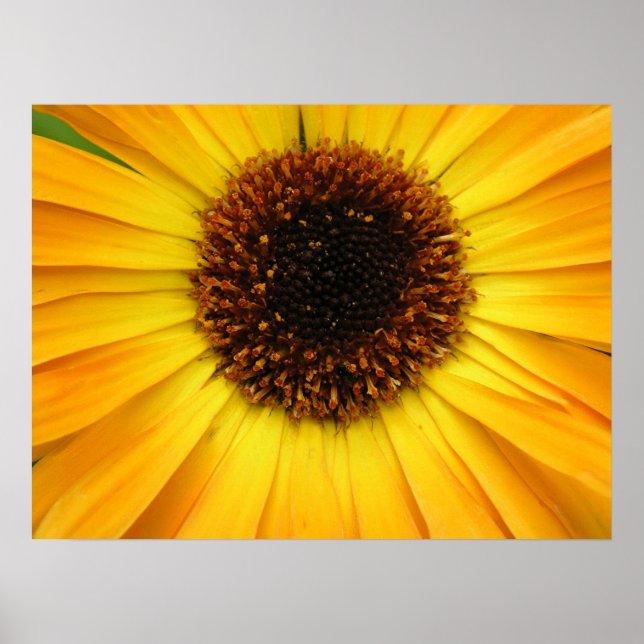 Poster fleur jaune (Devant)