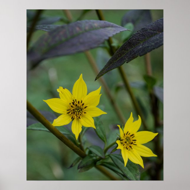 Poster Fleur jaune d'automne (Devant)
