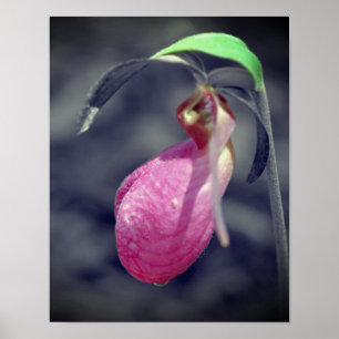 Poster Fleur Lady Slipper Noir Et Blanc Couleur Partielle