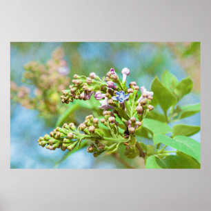 Poster Fleur Lilac - Primus Inter Pares