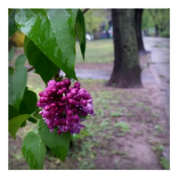 fleur lilas sous la pluie