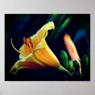 Poster Fleur Lily Jaune intense