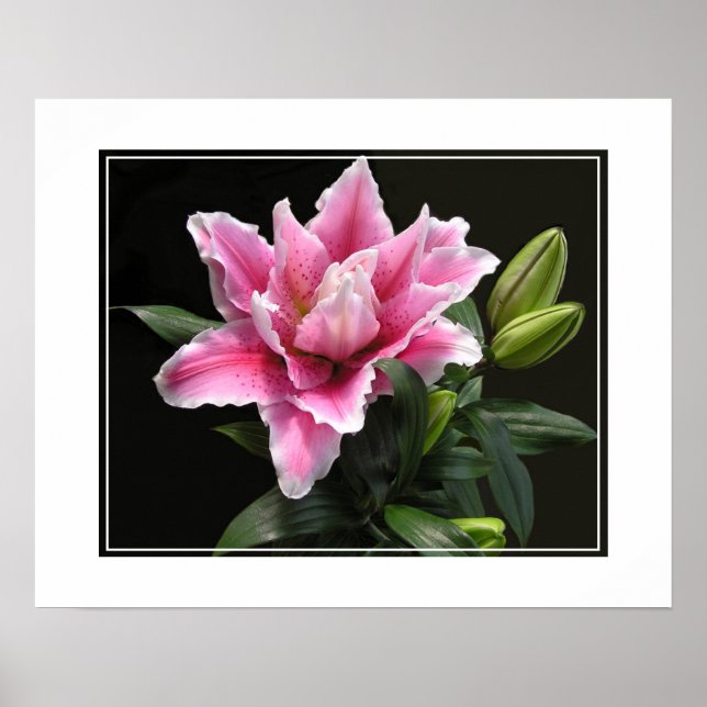 Poster Fleur Lily-Poster (Devant)