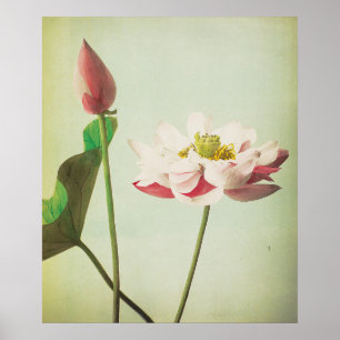 Poster Fleur Lotus