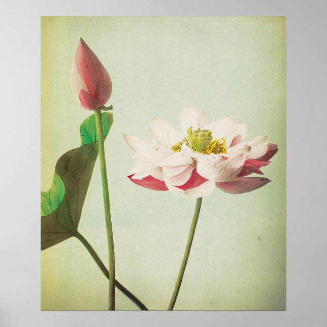Poster Fleur Lotus (Devant)
