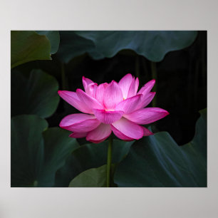 Poster Fleur Lotus