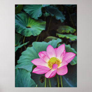 Poster Fleur Lotus