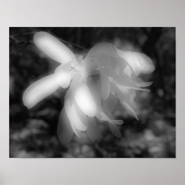 Poster Fleur Magnolia Noir Et Blanc Haut Contraste (Devant)