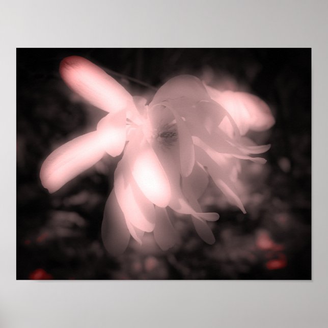 Poster Fleur Magnolia Noir Et Blanc Haut Contraste (Devant)