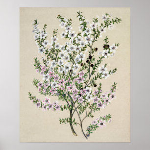 Poster Fleur Manuka de Nouvelle-Zélande (Leptospermum Sc