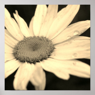 Poster Fleur marguerite avec Raindrops Sepia