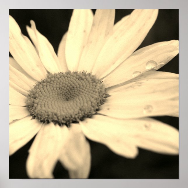 Poster Fleur marguerite avec Raindrops Sepia (Devant)