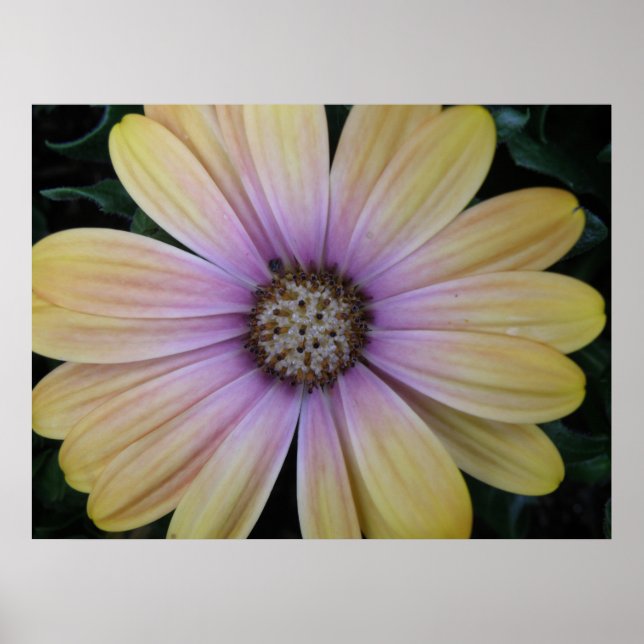 Poster Fleur marguerite jaune et violet (Devant)