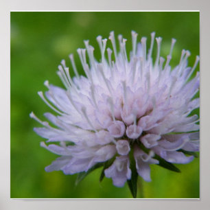 Poster Fleur mauve-clair