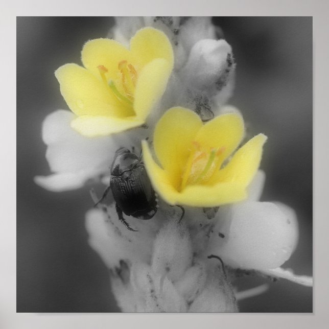 Poster Fleur Mullein Avec Couleur Partielle De Beetle (Devant)