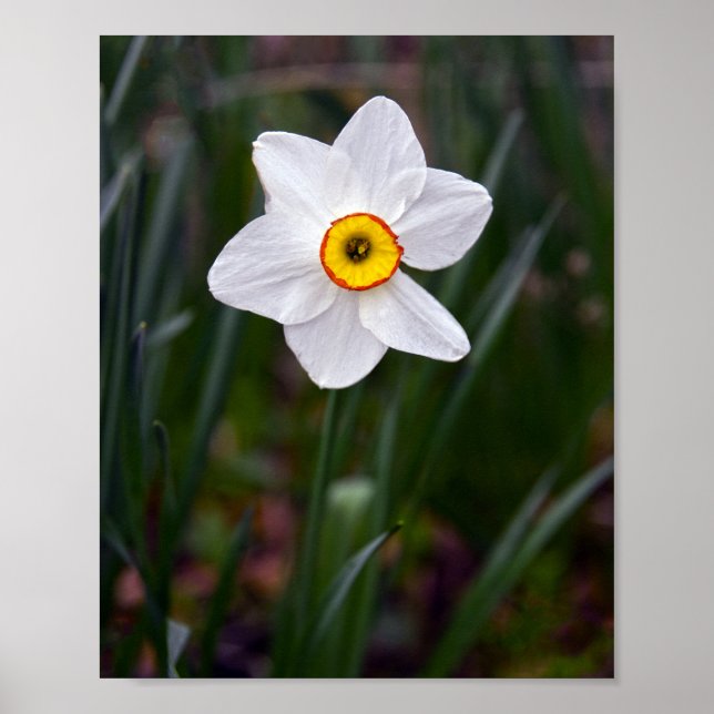 Poster Fleur Narcissus (Devant)