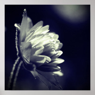 Poster Fleur Noir Et Blanc Au Soleil