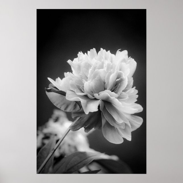 Poster Fleur noire et blanche (Devant)