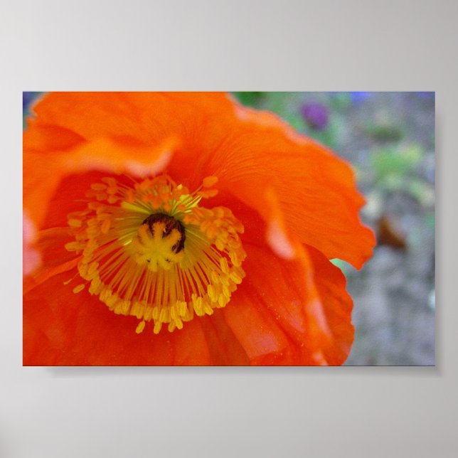 Poster Fleur orange (Devant)