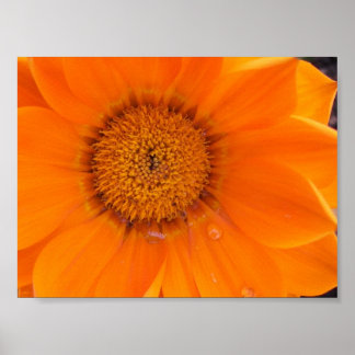 Poster Fleur orange
