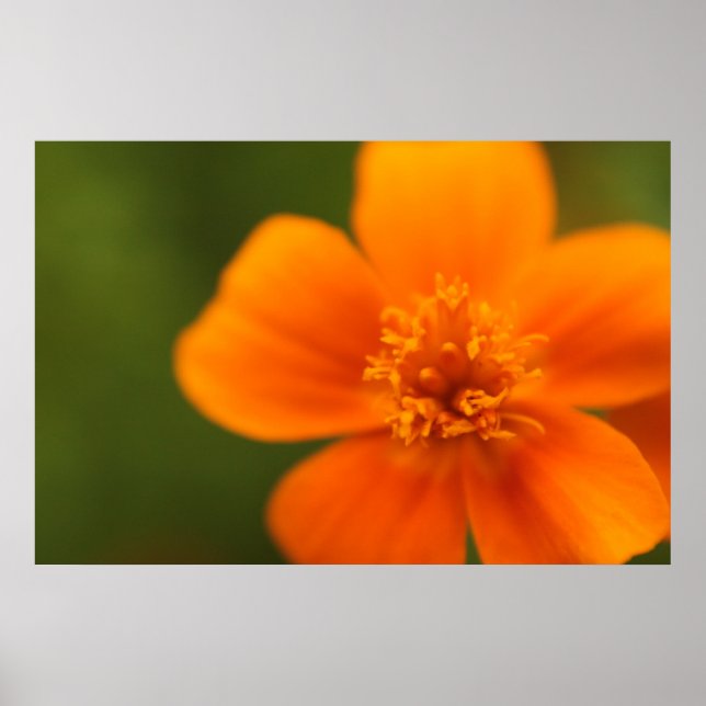 Poster Fleur orange (Devant)