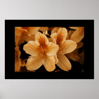 Poster Fleur orange 2 : Bordure noire