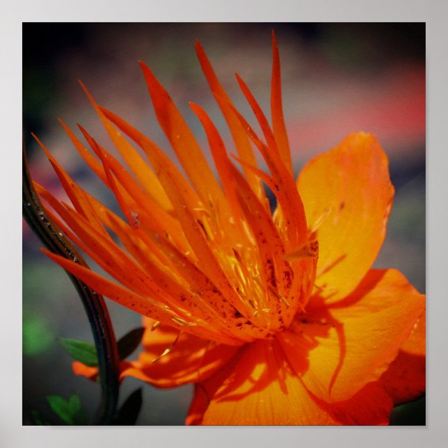 Poster Fleur Orange Au Soleil Floral (Devant)