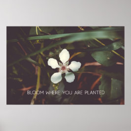 Poster Fleur Où vous êtes planté