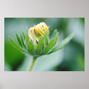 Poster Fleur ouverte de la Rudbeckie