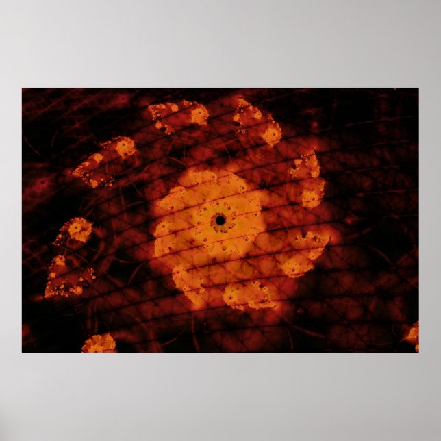 Poster Fleur parfumée (Devant)