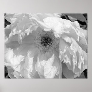 Poster Fleur Peine En Noir Et Blanc