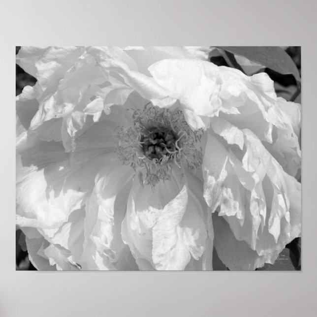 Poster Fleur Peine En Noir Et Blanc (Devant)