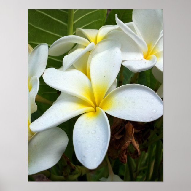 Poster Fleur Plumeria blanche (Devant)