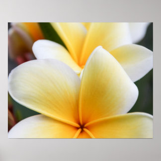 Poster Fleur Plumeria Jaune Frangipani Design Floral