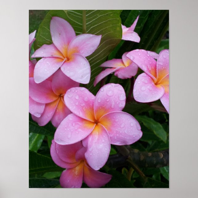 Poster Fleur Plumeria rose (Devant)