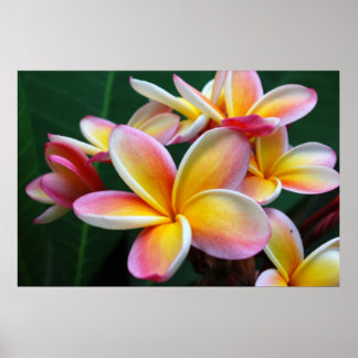 Poster Fleur Plumeria sur toile !