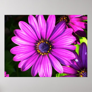 Poster Fleur pourpre