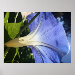 Poster Fleur pourpre