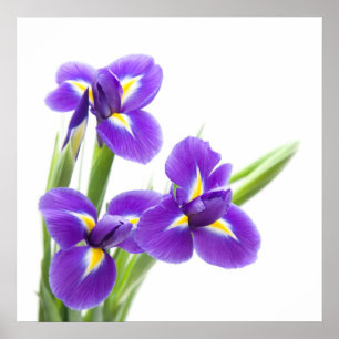 Poster fleur pourpre d'iris